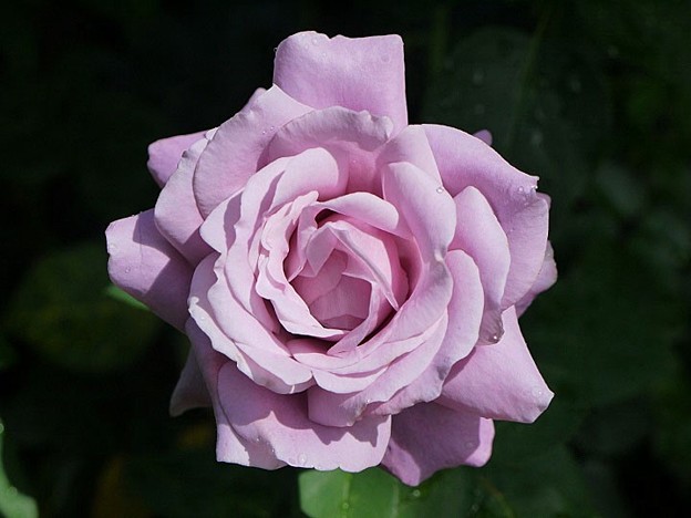 shall26062901