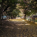 新宿御苑沿いの道