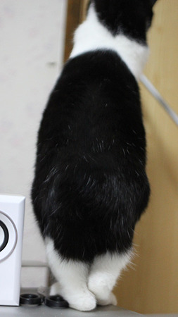 おちり4