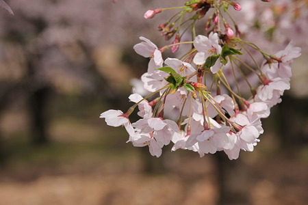 桜