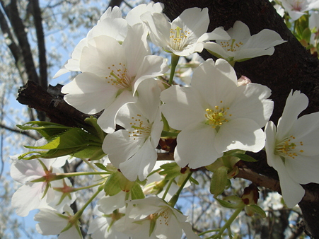 白い桜