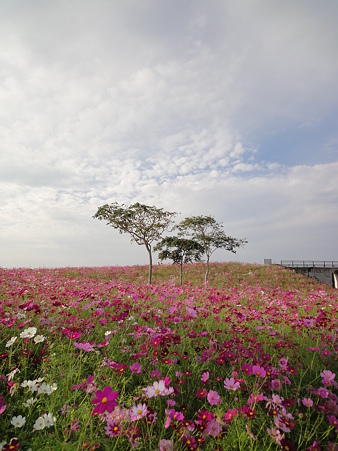 ２。秋桜が咲いたから