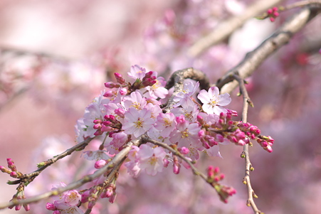 上野公園入口の大寒桜