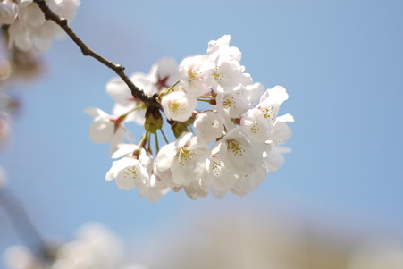 陽光に花開く