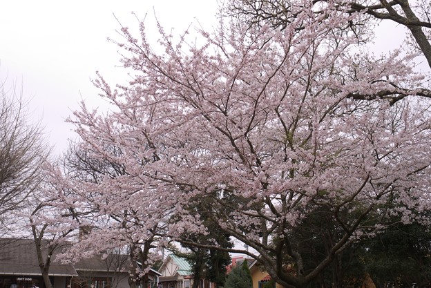 成田ゆめ牧場 エントランスの満開の桜 写真共有サイト フォト蔵