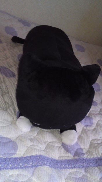 黒猫の抱き枕をしまむらで衝 写真共有サイト フォト蔵