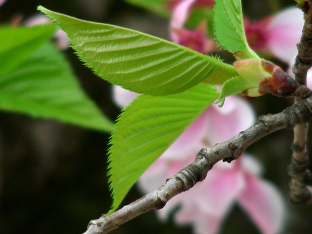 桜若葉 写真共有サイト フォト蔵