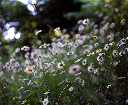 Image0003(Mamiya RB67 PROFESSIONAL)
