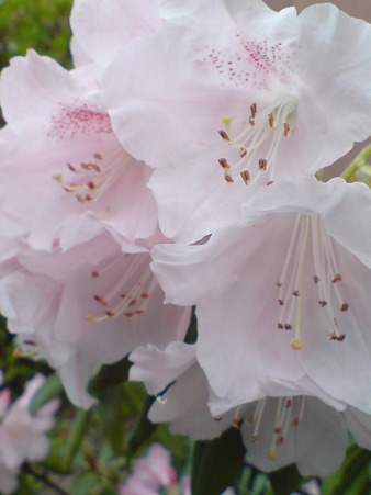 Rhododendron