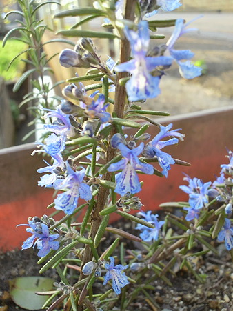 Rosemary"Blue Lagoon"