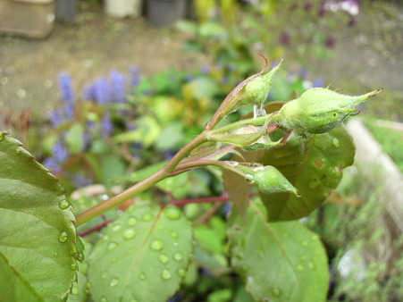 Buff Beauty(Shrubs/HMsk)