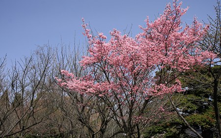 京都府立植物園36