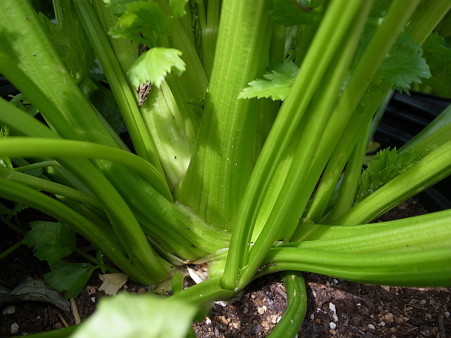 セロリ セルリー 栽培 種まき 植え付け時期と育て方 暇人主婦の家庭菜園 楽天ブログ