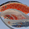魚眼で見る鯉のぼりCSC_8546