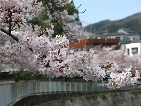 宇治川　桜がいっぱい_01