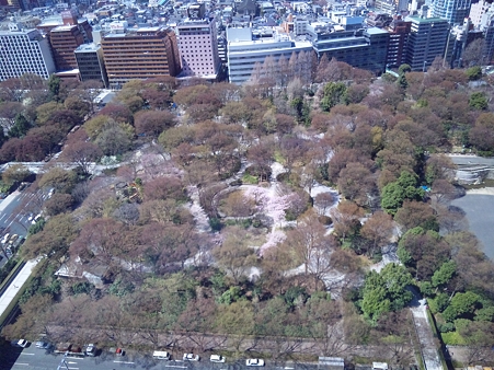 都庁から見た新宿中央公園