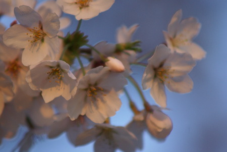 朝陽をあびる桜・その4
