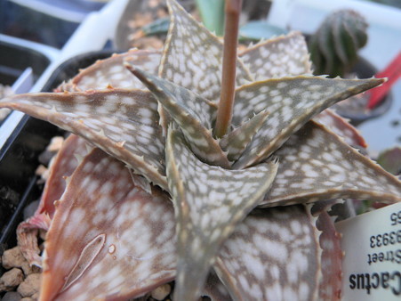 Aloe cv. Winter sky