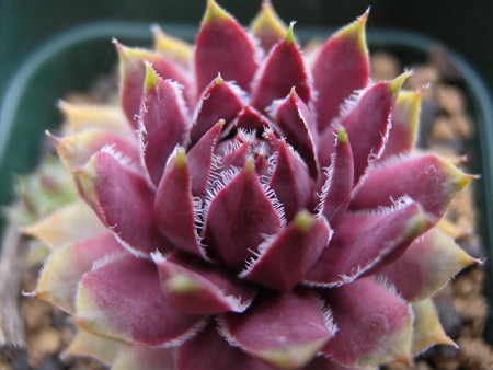 Sempervivum 'Lavender lace'