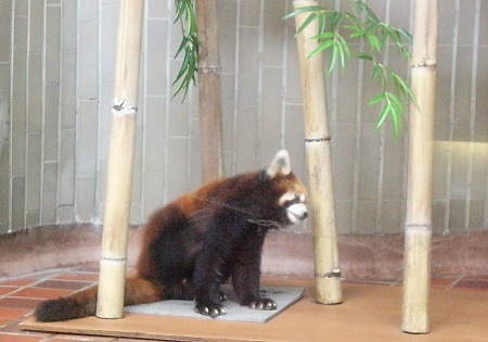 レッサーパンダ