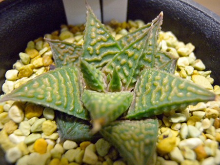 Haworthia ARANAMI