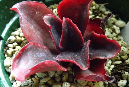Echeveria Pappa's Rose
