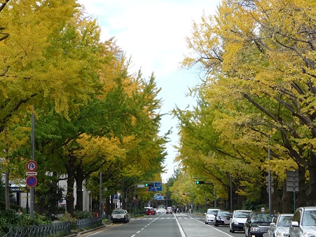 101119-紅葉 山下公園通り (29)