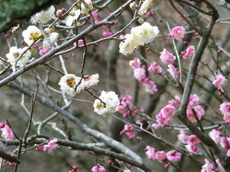 110225-東慶寺 (20)