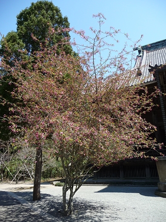 110406-妙本寺 (19)