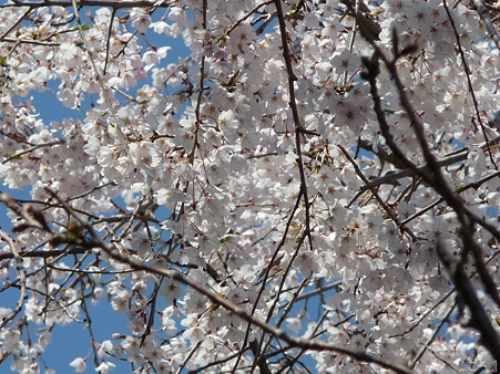 110406-本覚寺 (5)