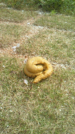 201004110909000