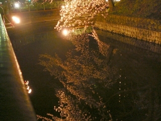夜桜2