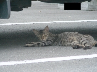 暑い