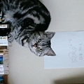 照片: 猫が俺の本の上に居座って『...