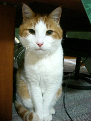 これからもハチねこちゃんをよろしくにゃ