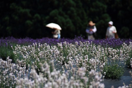 Blog_20140706_008