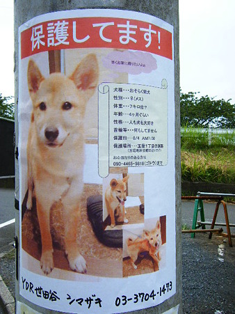 迷い犬ポスター