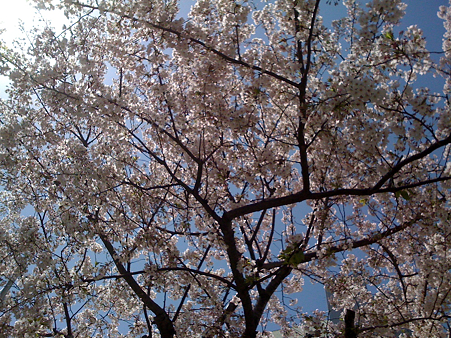 桜。