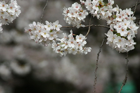 宿河原の桜 030