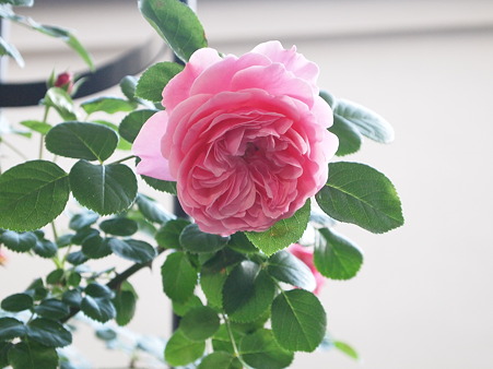 2011年　今年最初の花