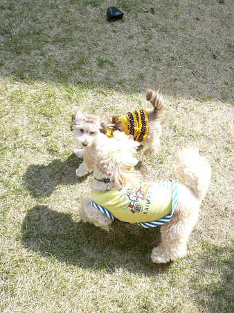 110429 くー*みら