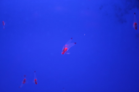 クリオネだよ