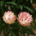 Photos: Helichysum