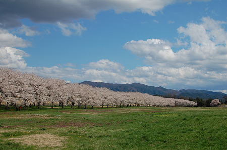 桜並木