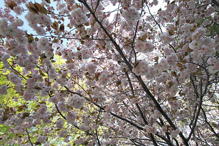新緑の桜_4596