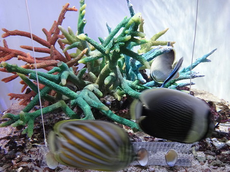 熱帯魚