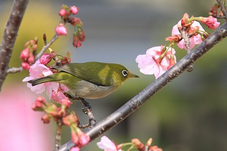 2010.03.18　和泉川　さくらにメジロ-5