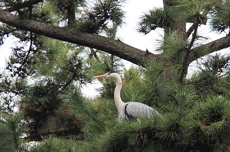 2010.03.19　境川　アオサギ