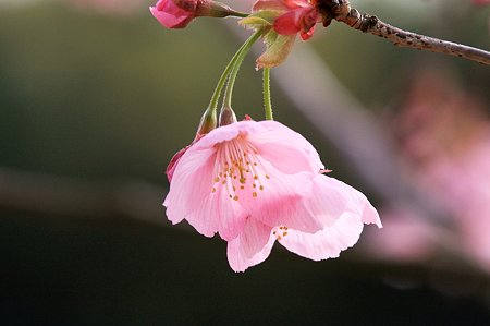 2010.03.23　和泉川　さくら-1