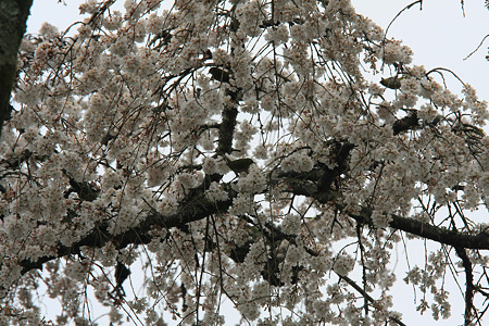 2010.04.01　長興山　枝垂桜　満開　雨　メジロ